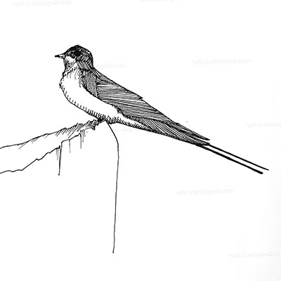 a bird
